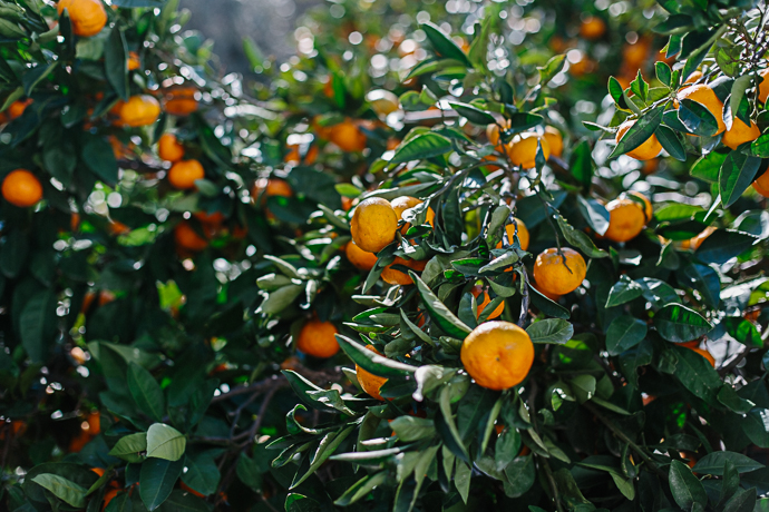 citrus -3291